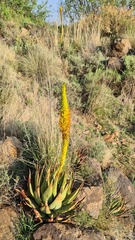 Aloe broomii