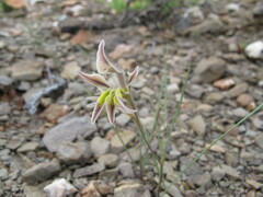 Gladiolus permeabilis permeabilis