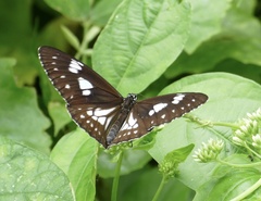 Euploea hewitsonii