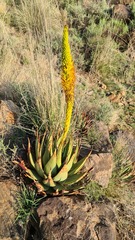 Aloe broomii