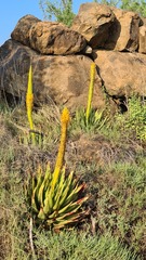 Aloe broomii
