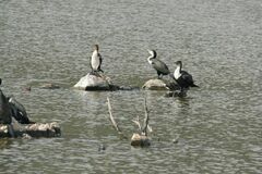 Phalacrocorax carbo lucidus