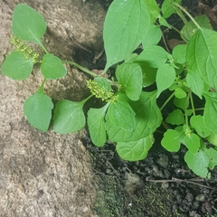 Coleus monostachyus