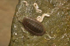 Ischnochiton thomasi