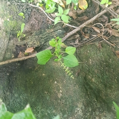 Coleus monostachyus
