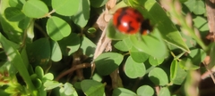 Coccinella