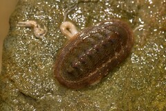 Ischnochiton thomasi