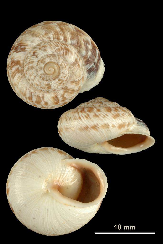 Marmorana muralis