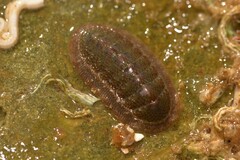 Ischnochiton thomasi