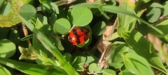 Coccinella