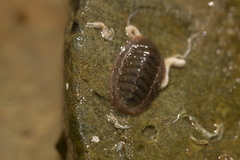 Ischnochiton thomasi