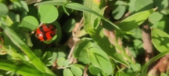 Coccinella