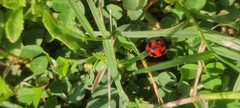 Coccinella