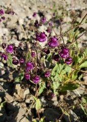 Calceolaria purpurea