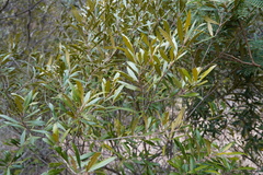 Olea europaea cuspidata