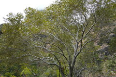 Olea europaea cuspidata