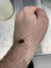 Hadrobunus maculosus