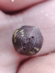 Armadillidium granulatum