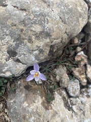 Crocus cambessedesii