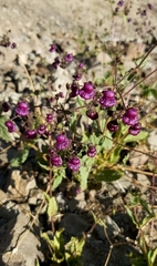 Calceolaria purpurea