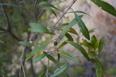 Olea europaea cuspidata