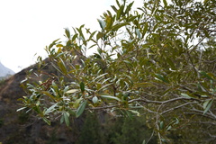 Olea europaea cuspidata