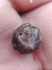 Armadillidium granulatum