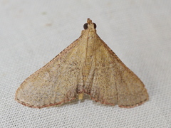 Hypsopygia albidalis