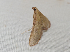 Hypsopygia albidalis