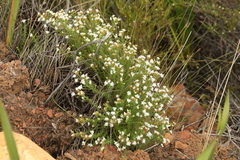 Selago densiflora