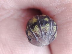 Armadillidium granulatum