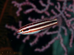Hogfish photo 2