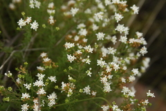 Selago densiflora