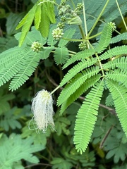 Mimosoideae