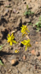 Cyanella
