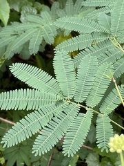 Mimosoideae