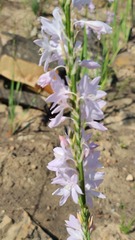 Watsonia marginata