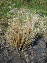 Carex comans