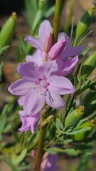 Watsonia marginata