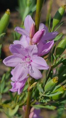 Watsonia marginata