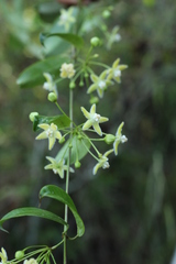 Blepharodon mucronatum