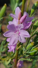 Watsonia marginata