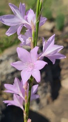 Watsonia marginata