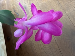 Schlumbergera buckleyi