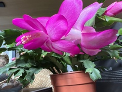Schlumbergera buckleyi