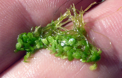 Lemna disperma