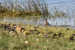 Charadrius pecuarius