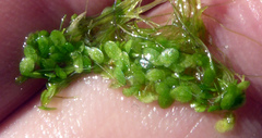 Lemna disperma