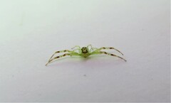 Misumenops maculissparsus