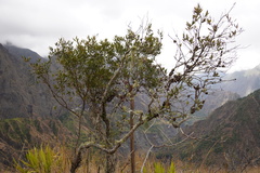 Olea europaea cuspidata